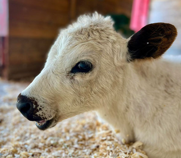 summer-fun-on-the-farm-at-purina-farms-stlparent